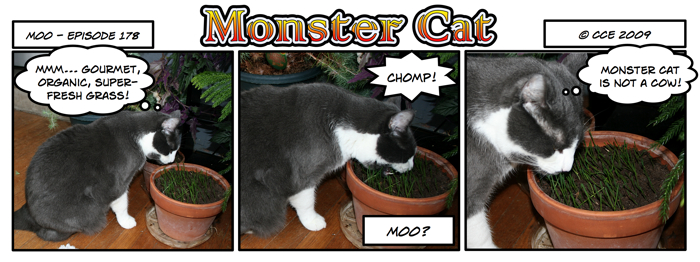I've heard of dog-cows... but a cat-cow?