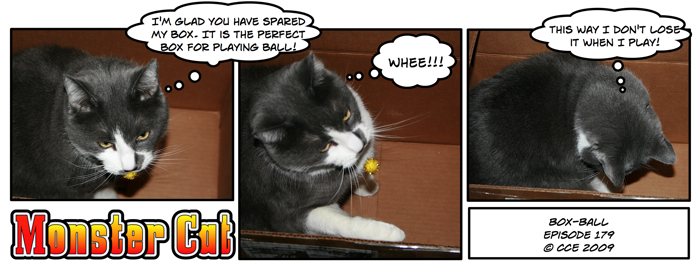 Monster Cat's New Sport: Box-Ball!