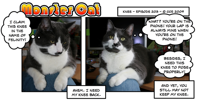 Have you ever tried to convince a 17 pound cat that your lap is not for him?
