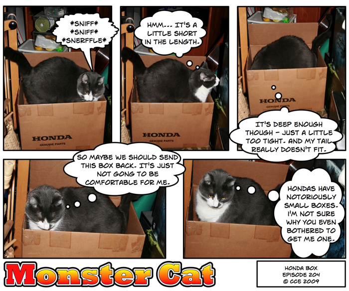 Poor 'little' cat...