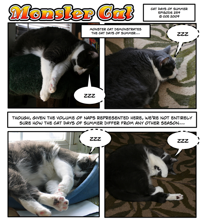 What do Gray Cats dream of / when they take their little Gray Cat snooze?