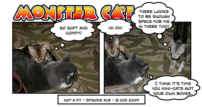 It's amazing the spaces that the mini-cats can fit into together where by all rights and laws of physics they shouldn't fit. However, I don't think Mr. Paw is going to play this game.