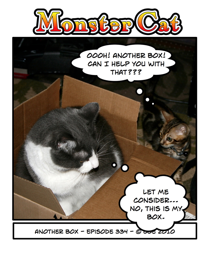 Kittens will be kittens...