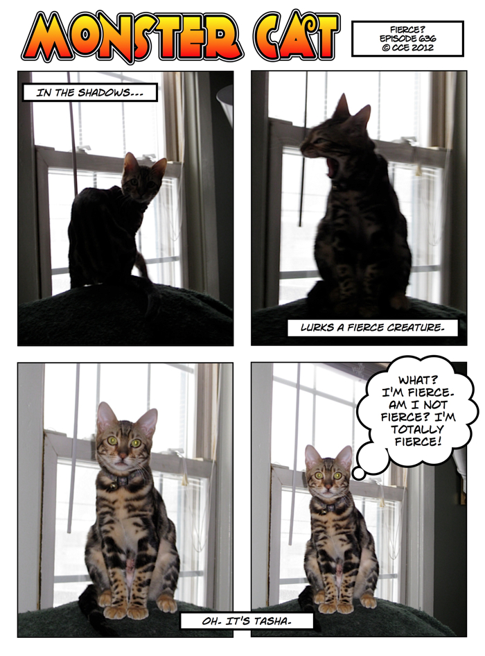 While this is technically a flashback, nothing has really changed since these photos were taken 2 years ago. Wow, the mini-cats will be 3 years old in July.