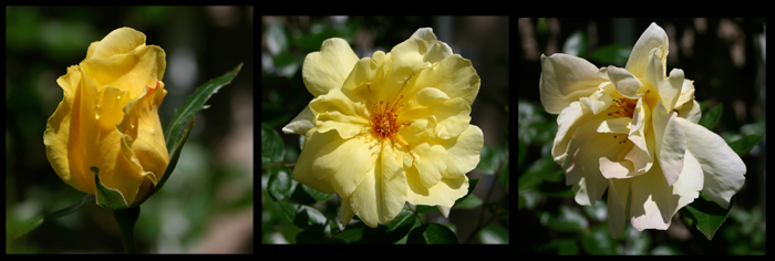 3 days of a rose